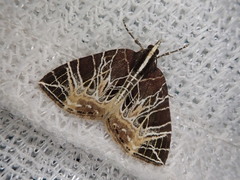 Evecliptopera illitata