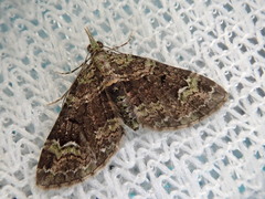 Chloroclystis excisa