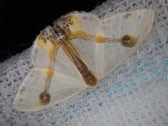 Macrocilix mysticata