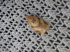 Adoxophyes honmai