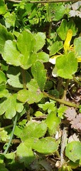 Ranunculus foliosus