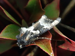 Phlogophora albovittata