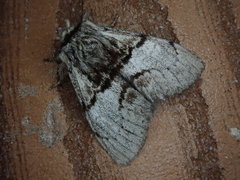 Phalerodonta manleyi