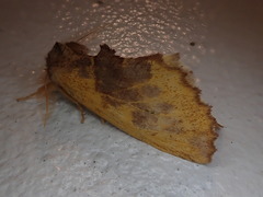 Himeropteryx miraculosa