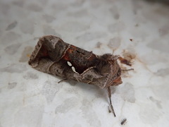 Erythroplusia rutilifrons