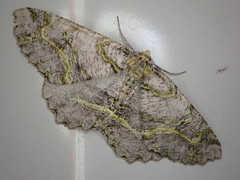 Gigantalcis flavolinearia