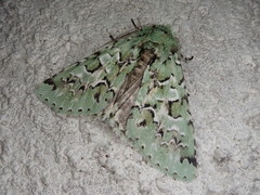 Daseochaeta viridis