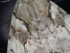 Catocala lara