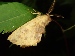 Himeropteryx miraculosa