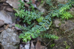 Ozothamnus rufescens