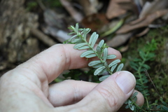 Ozothamnus rufescens