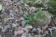 Ozothamnus rufescens