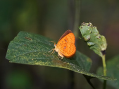 Tetragonus lycaenoides