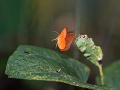 Tetragonus lycaenoides
