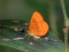 Tetragonus lycaenoides