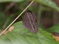 Mycalesis visala