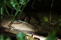 Lycodon semicarinatus