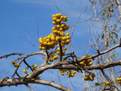 Turraea nilotica