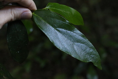 Alangium polyosmoides
