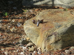 Plathemis lydia