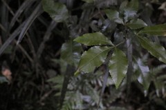 Pseudoweinmannia lachnocarpa