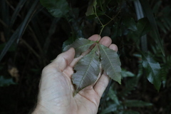 Pseudoweinmannia lachnocarpa