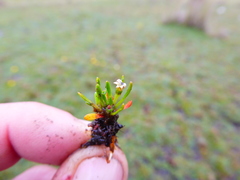 Lysipomia montioides