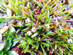 Lysipomia montioides