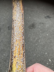 Leucaspis cordylinidis