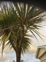 Leucaspis cordylinidis