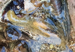 Flabelligera bicolor