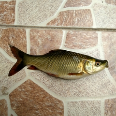 Osteochilus