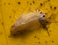 Sophonia longitudinalis