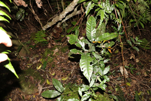 Image of Karrabina benthamiana by (c) Greg Tasney, some rights reserved (CC BY-SA)