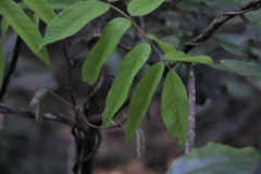 Austrosteenisia glabristyla