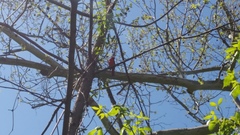 Cardinalis cardinalis