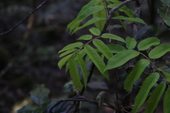 Austrosteenisia glabristyla