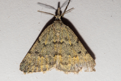 Dichromodes sphaeriata