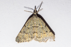 Dichromodes sphaeriata