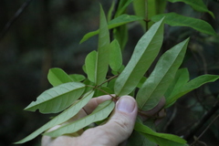 Austrosteenisia glabristyla