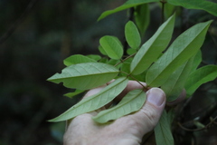 Austrosteenisia glabristyla