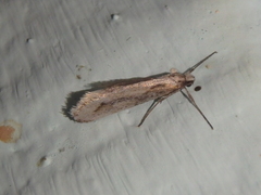 Deuterotinea casanella