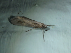 Deuterotinea casanella