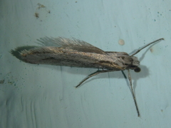 Deuterotinea casanella