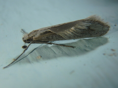 Deuterotinea casanella