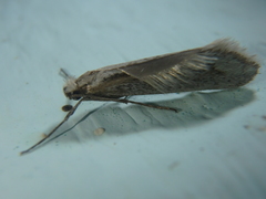 Deuterotinea casanella