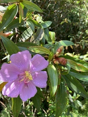 Melastoma septemnervium