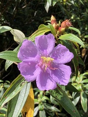 Melastoma septemnervium