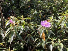 Melastoma septemnervium