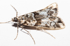 Eudonia torodes